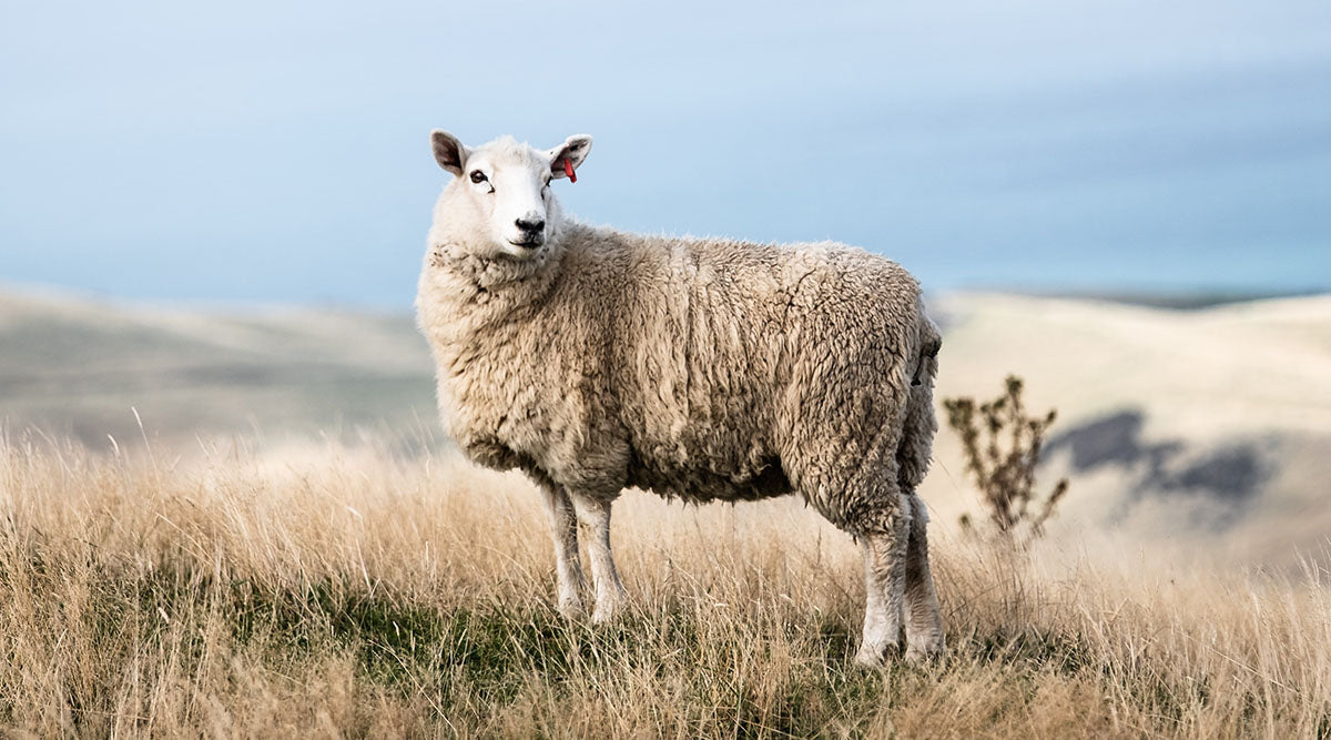 Les propriétés de la laine Mérinos
